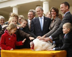 Image of President George W. Bush poses with 'Pumpkin' the turkey during the Pardoning of the National Thanksgiving Turkey ceremony in the Rose Garden of the White House in Washington, Wednesday, Nov. 26, 2008. With him are members of the Hill family from Circle Hills Farm of Ellsworth, Iowa who donated the turkey.