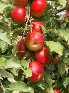 Image of The flowers in the spring and early summer are followed by the yellow and red fruit of fall. The trunks of these little trees peel up in areas and give a subtle aged look. The canopy is round like arms spreading to heaven with little fingers holding rubies to give to the earth. Many of the trees are found in small orchards all over America and the world: Charming!