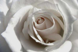 Image of Times may be changing and I certainly hope they are, because it's up to the Church to lead a Modesty and Purity Revolution in America and counter the destructive message of our modern culture with the real, liberating truth about the holiness of human sexuality and the beauty of God's plan.