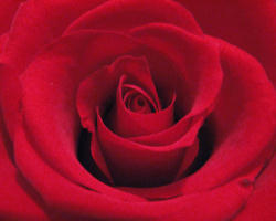 Image of Of course there is no necessity to celebrate Valentine's Day; it's not a holy day of obligation! But for those who choose to observe it, there's no reason it can't be an opportunity to celebrate human love in all its dimensions -- including the romantic and erotic, which are part of God's gift to husbands and wives.