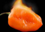 Image of Capsaicin = (cap say sin) is a compound found in those little, big, long, small, fat, green, yellow, and red fire fruit.  That's right FRUIT, although most in the culinary world consider them vegetables. The amount of heat produced in your mouth is measured in spicy units called Scoville Organoleptic units.  
