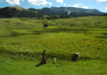 Image of The Monks of Mt. Carmel are a seed of the Springtime of the Catholic Church for the sake of the world.