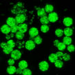 Image of More than half of all nurses and doctors may carry germs on their uniforms. 