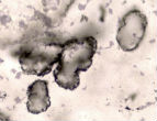 Image of Are these the oldest fossils in the world? Scientists from the University of Western Australia and University of Oxford say yes.