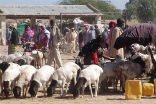 Image of To starving Somalis, the lives on animals are more important than the lives of people compelling the UN to consider new approaches in famine relief.