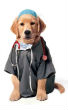 Image of A European study proves dogs can detect cancer in patients regardless of stage. 