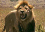 Image of The lions are out there now, prowling about--seeking whom they may devour.

