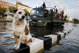Image of Pets are often overlooked in natural disasters, but they are imperiled as much as people in Thailand's historic floods.