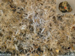 Image of Erionite under magnification. The needle-like crystals can be clearly seen.