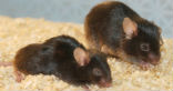 Image of The mouse on the right has been treated with drugs to prevent the signs of aging.