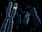 Image of Relatives of women with hereditary breast cancer can breathe a sigh of relief.