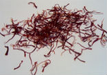 Image of Genuine saffron is labor intensive and expensive, leading to the promotion of imitation saffron products. 