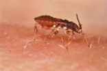 Image of Insects like this assassin bug are vectors for Chagas disease.