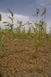Image of Staple crops such as millet have failed across the Sahel putting millions at risk of famine.