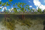 Image of Environmentalists disagree with a plan to develop a renewable energy project in the mangroves of Cozumel.