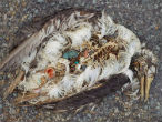 Image of This bird likely died from eating plastic and other debris harvested from the ocean. The indigestible bits of plastic that lodged themselves inside can be easily seen. 