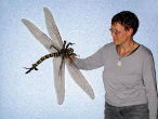 Image of Scientists bred this oversized dragonfly in the laboratory using an oxygen rich environment. 