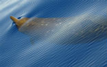 Image of This image shows a Blainville's beaked whale. There are only a few images of beaked whales because the various species are so rare. 