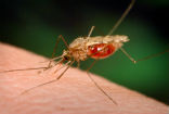 Image of Mosquitoes which carry malaria are found virtually around the globe, adding to the danger of the disease. 