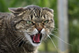 Image of Apparently, an angry cat makes as good a weapon as any.
