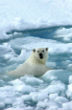 Image of Yes, it's real and getting worse and it doesn't just hurt polar bears. It hurts people.  