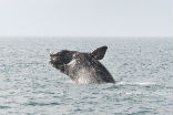 Image of Increases in sea temperatures can affect marine populations, fishing catches, and food prices.