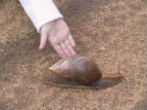 Image of A giant African land snail. 