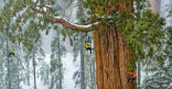Image of Some of the Pacific's giant trees are so large they dwarf climbers.