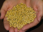Image of Monsanto soybeans.