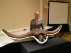 Image of This image of an Ice Age bison skill from the Denver museum shows how much larger the prehistoric bison were.