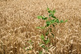 Image of Next, alongside the seeds, there are also weeds. These are those under the sway of the evil one, who live by principles opposed or antithetical to the Gospel, whose evil scandalously causes others to imitate it. Some of these weeds may even be in the Church, since seeds and weeds grow up side by side. 
