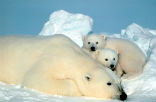 Image of Polar bears are among the most photogenic of the endangered species and icons of Arctic climate change. 