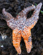 Image of A victim of Starfish Wasting Syndrome. Normally, the starfish is a bright orange color. In this image, the disease is spreading, killing the creature.