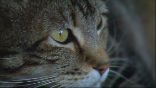 Image of Bakersfield's hero cat saved a four-year-old boy from a dog attack.