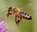 Image of A new study suggests that neonicotinoids may cause an alarming drop in the population of honeybees.