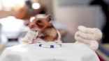 Image of The newest viral sensation shows a hamster eating a tiny burrito.