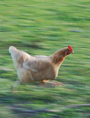 Image of No need to run around like a chicken, trust God.
