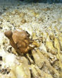 Image of Bones from the skeleton of the woman whom scientists named 