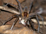 Image of A joint Australian and Swiss study shows that spiders are actively hunting and eating fish.