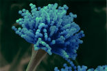 Image of A compound taken from a fungus may prove capable of stopping drug-resistant suberbugs.
