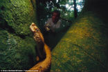 Image of The golden lancehead viper is one of the worlds deadliest snakes.