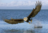 Image of Bald eagles, which had disappeared from the Channel Islands in the 1960s, have made a comeback following a re-population effort started in 2002.