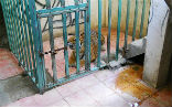 Image of A tiger was found in a cage in a room of an abandoned house by Mexican authorities. The tiger has been moved to a local zoo while police conduct an investigation.