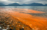 Image of This red tide, caused by blooming microscopic algae, can cause severe health effects in anyone with respiratory illnesses.
