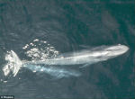 Image of A new study has shown that California's population of blue whales has recovered near pre-whaling levels.