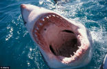 Image of A new study from Australia found that men were targeted in 84% of all shark attacks, and that men made up 89% of all shark attack fatalities.
