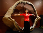 Image of The massive Megalodon shark could have preyed on baleen whales, now the largest animals in the world.