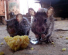 Image of Rats carry plague infected fleas, which are the prime carriers and transmitters of the disease to humans.