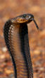 Image of A man strolling along the beach encountered a Cape Cobra, while it was taking a dip in the pool to soak its skin prior to shedding. (Photo: http://www.capesnakeconservation.com/western-cape-snakes/venomous/cape-cobra/)