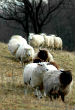 Image of Under control of the Bureau of Indian Affairs (BIA), people are only allowed 28 sheep per household.